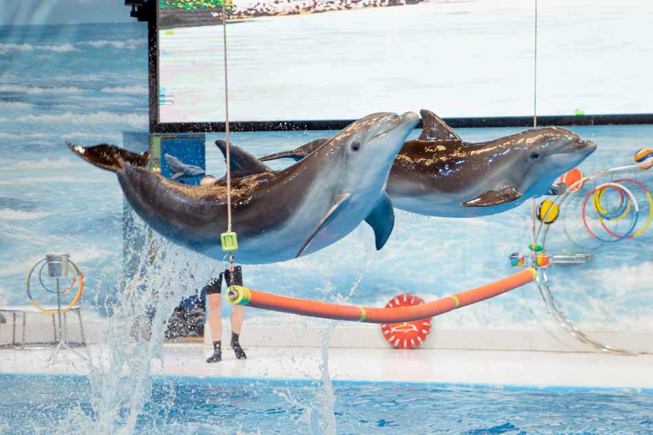 Dubai Dolphinarium